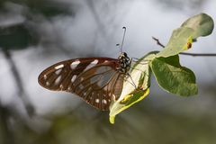 Graphium leonidas