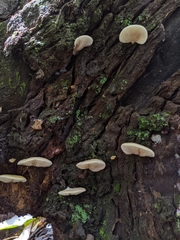 Crepidotus nephrodes