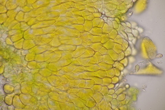 Melampsoridium betulinum
