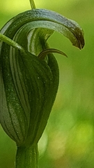 Pterostylis foliata