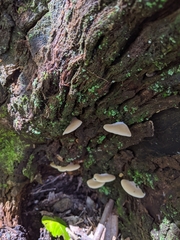 Crepidotus nephrodes