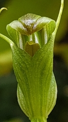 Pterostylis foliata