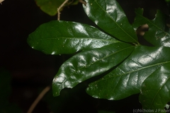 Beilschmiedia obtusifolia