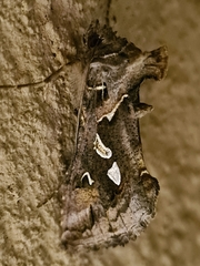 Chrysodeixis argentifera