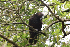 Nestor meridionalis septentrionalis