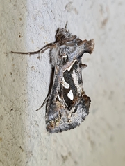 Chrysodeixis argentifera