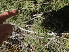 Gleichenia alpina