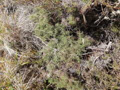 Gleichenia alpina