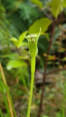 Pterostylis foliata