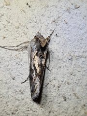 Chrysodeixis argentifera