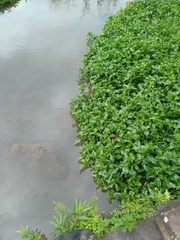 Gymnocoronis spilanthoides