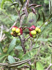 Ochna arborea