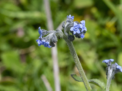 Cynoglossum australe