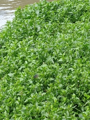 Gymnocoronis spilanthoides