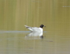 Hydrocoloeus minutus