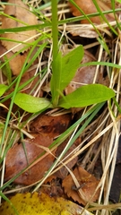 Pterostylis foliata