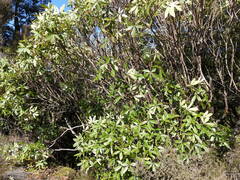 Pseudopanax colensoi