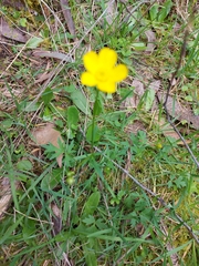 Ranunculus lappaceus