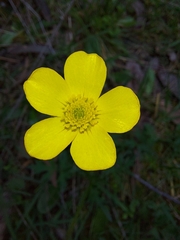 Ranunculus lappaceus