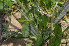 Cynoglossum australe