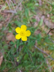 Ranunculus lappaceus
