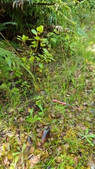 Pterostylis foliata
