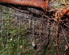Arachnocampa luminosa