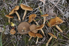 Inocybe dulcamara