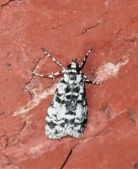 Scoparia exhibitalis