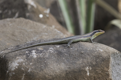 Trachylepis wahlbergii