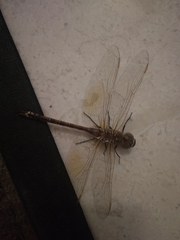 Anax ephippiger