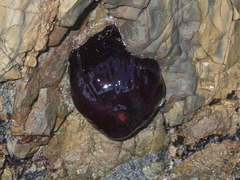 Actinia tenebrosa
