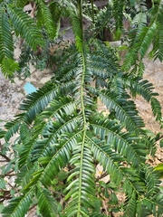 Taxaceae