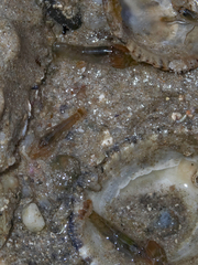 Alpheidae
