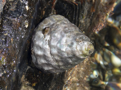 Astralium tentoriiforme