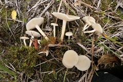 Clitocybe agrestis