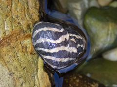 Austrocochlea porcata