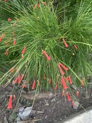 Russelia equisetiformis