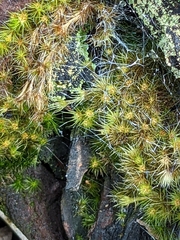 Campylopus introflexus