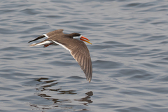 Rynchops flavirostris