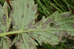 Mycosphaerellaceae