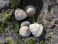 Bembicium nanum