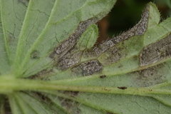 Mycosphaerellaceae