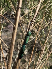 Chalcolepidius smaragdinus