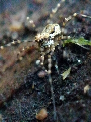 Megabunus diadema