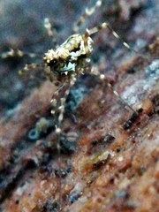Megabunus diadema