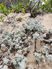 Helichrysum litorale