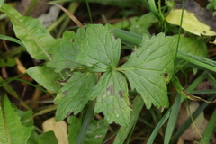 Mycosphaerellaceae