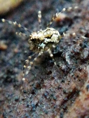 Megabunus diadema