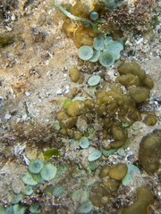 Caulerpa chemnitzia